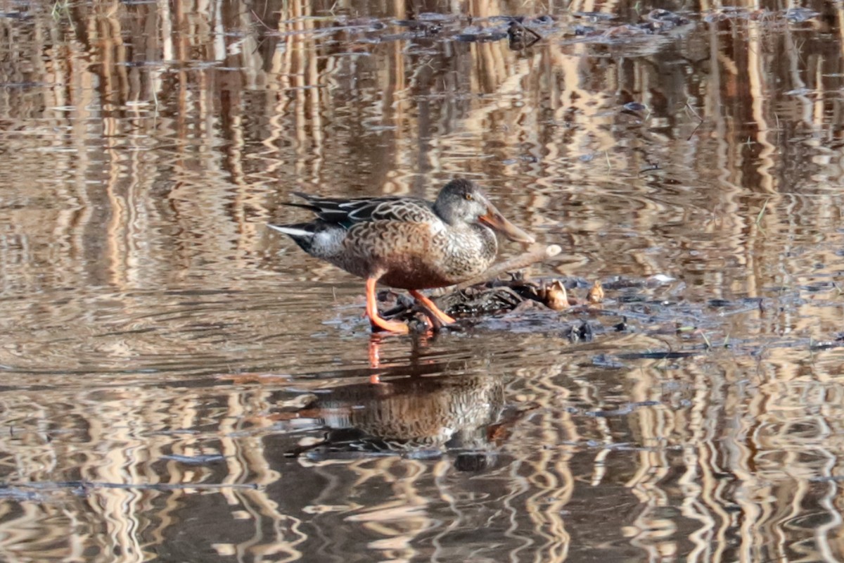 Northern Shoveler - ML646203279