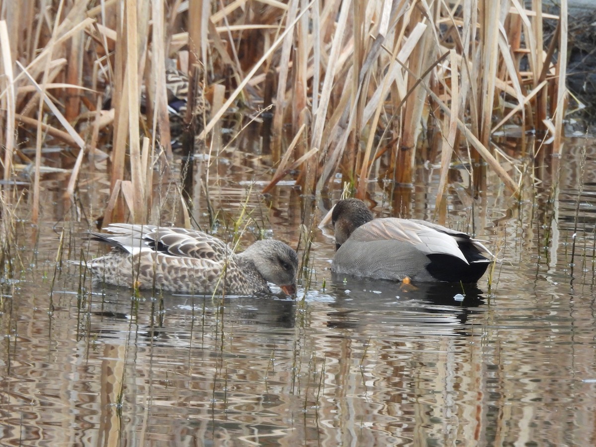 kopřivka obecná - ML646203288