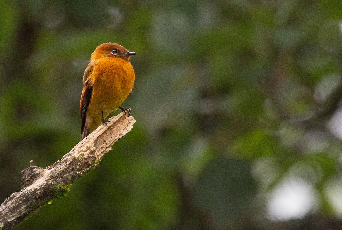Cinnamon Flycatcher - ML646203289