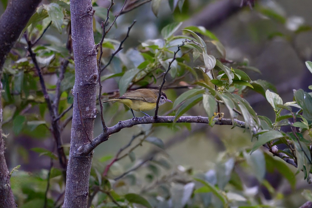 Brown-capped Vireo - ML646203292
