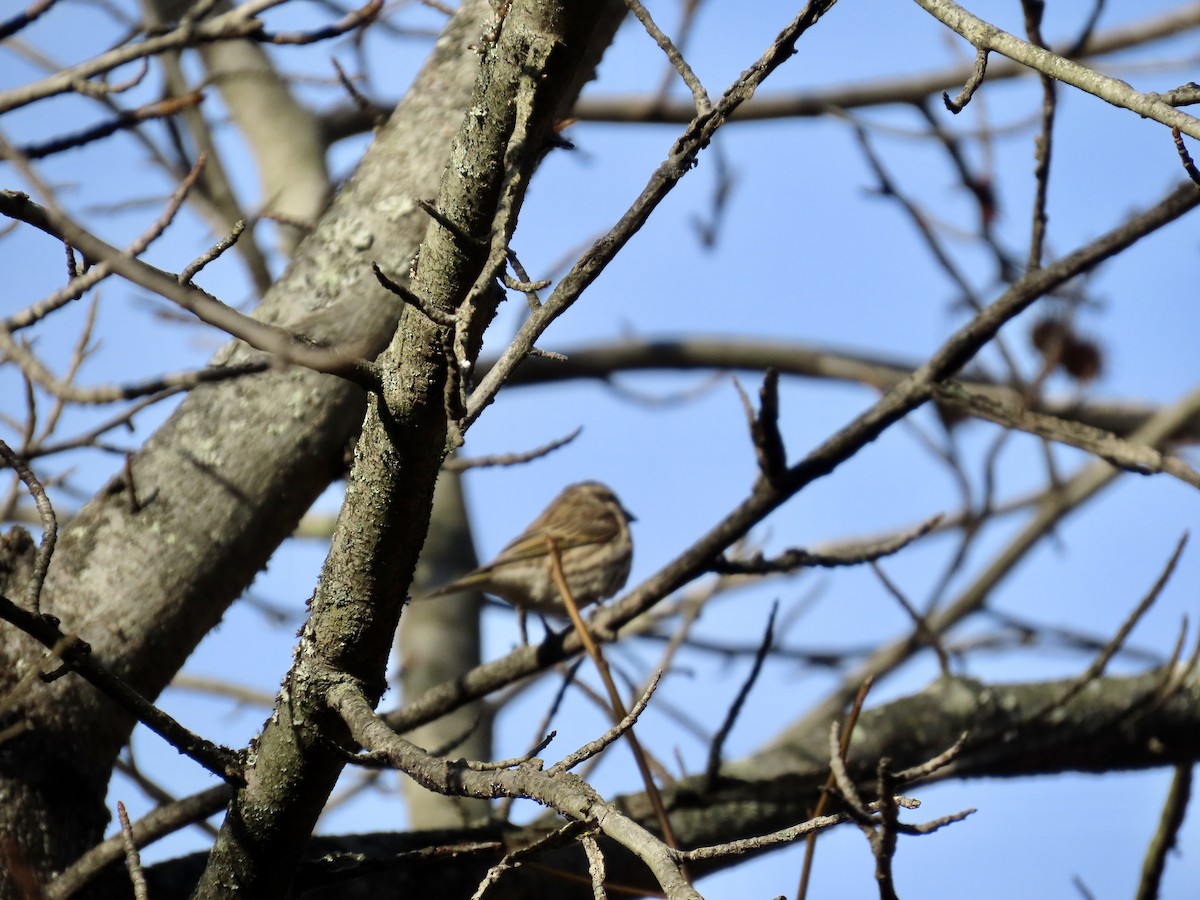 Purple Finch - ML646203293
