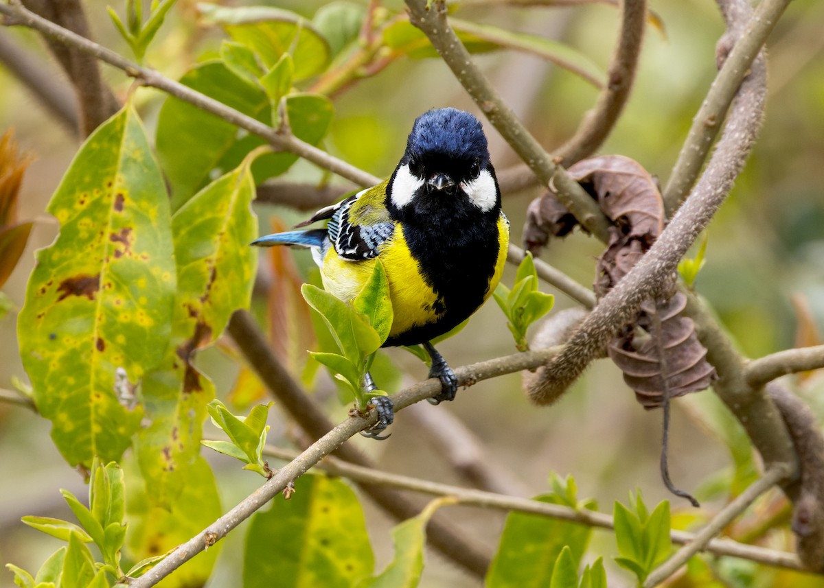 Mésange montagnarde - ML646203294
