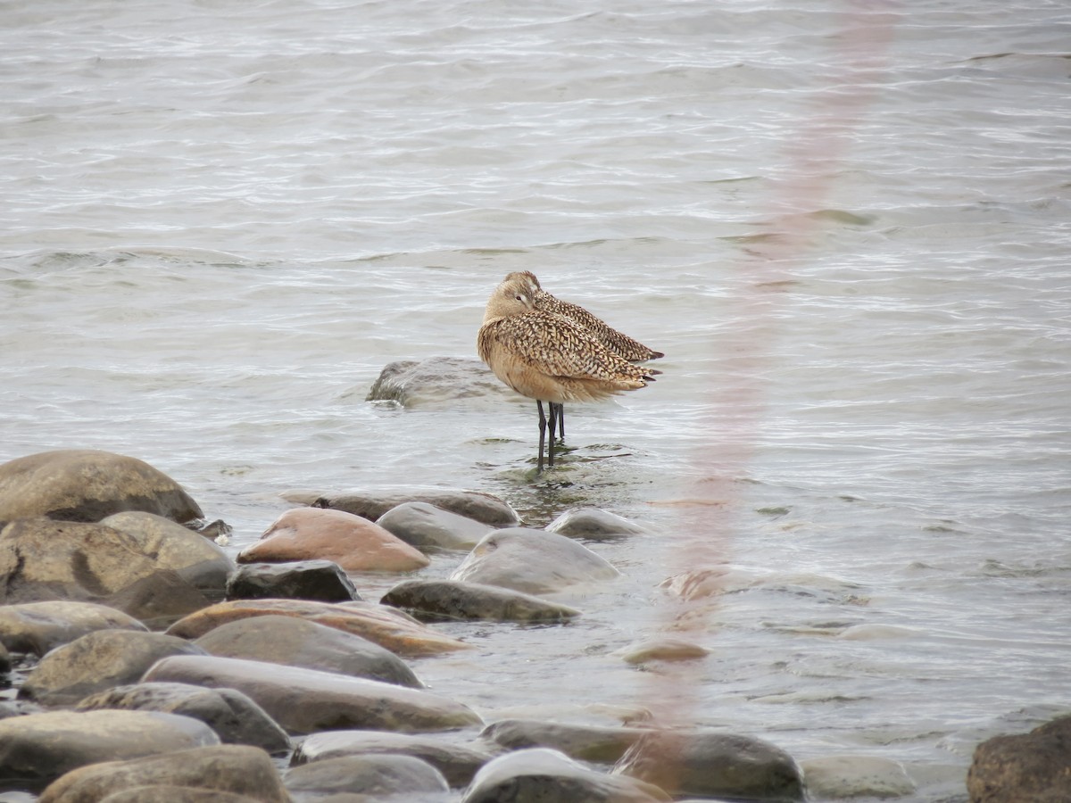 Marbled Godwit - ML646203298