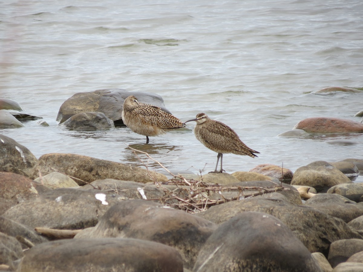Marbled Godwit - ML646203308