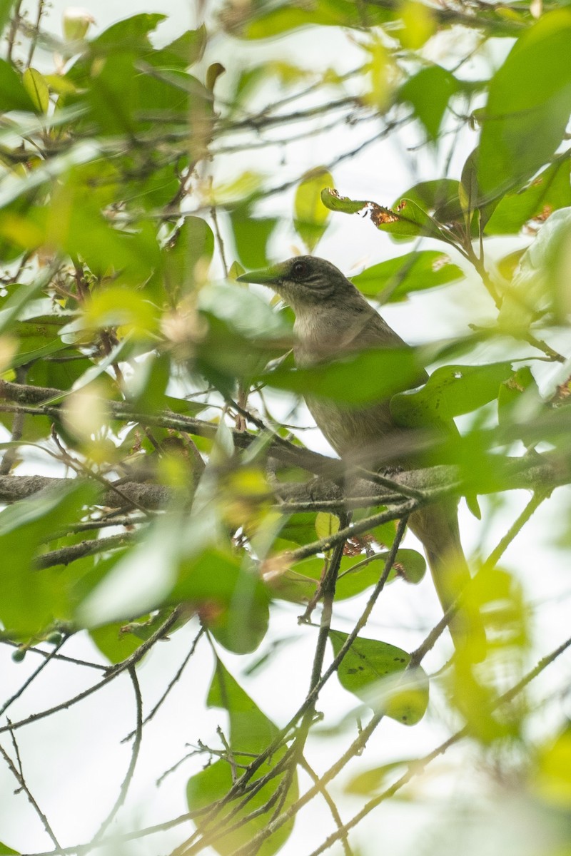 Olive-winged Bulbul - ML646203309