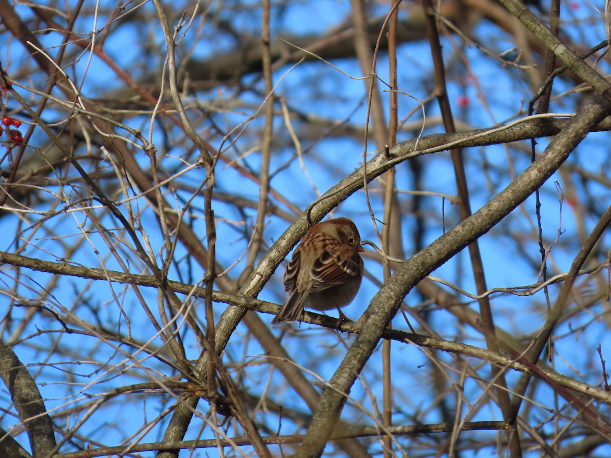 Field Sparrow - ML646203310