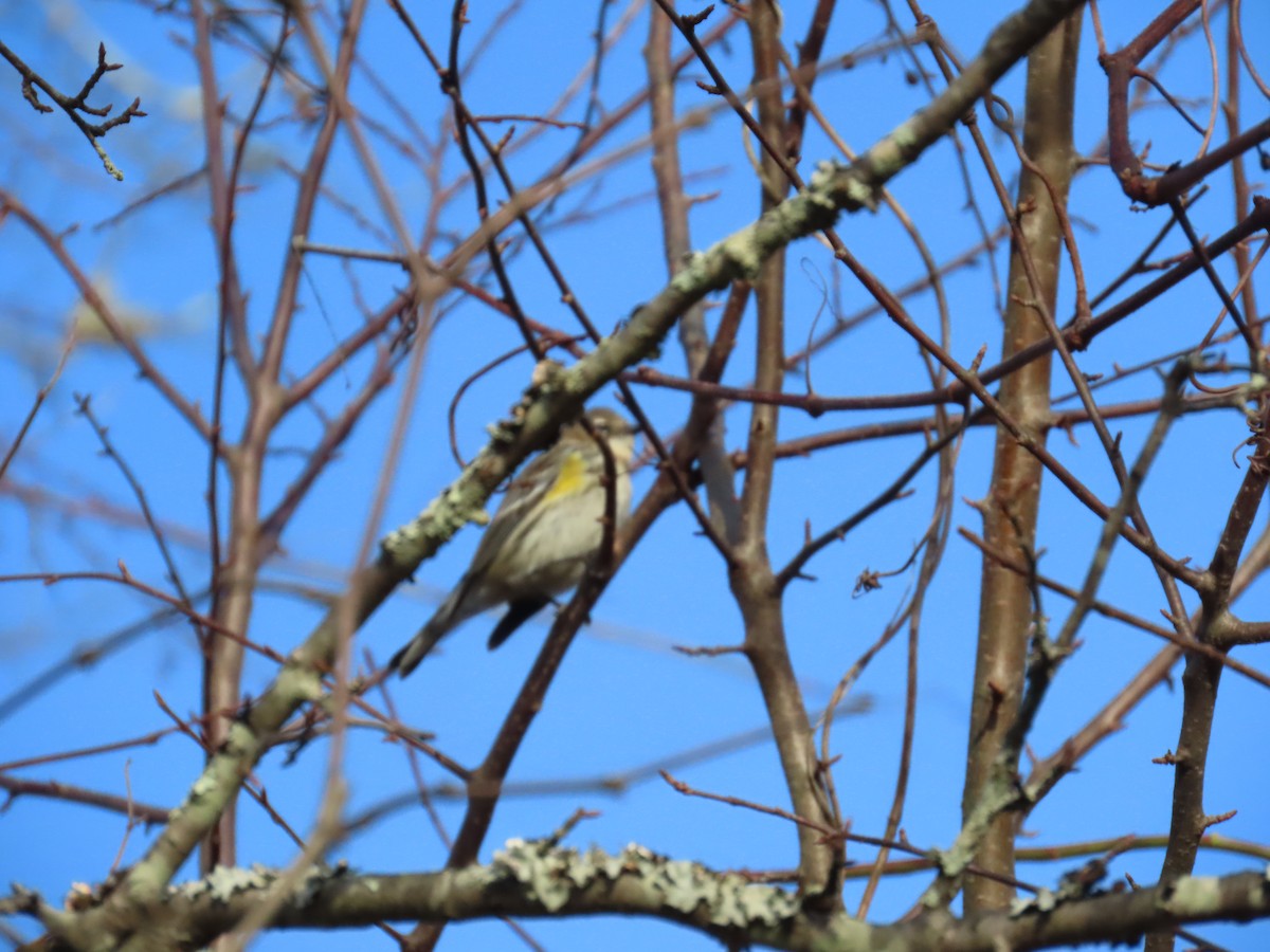 Yellow-rumped Warbler - ML646203328