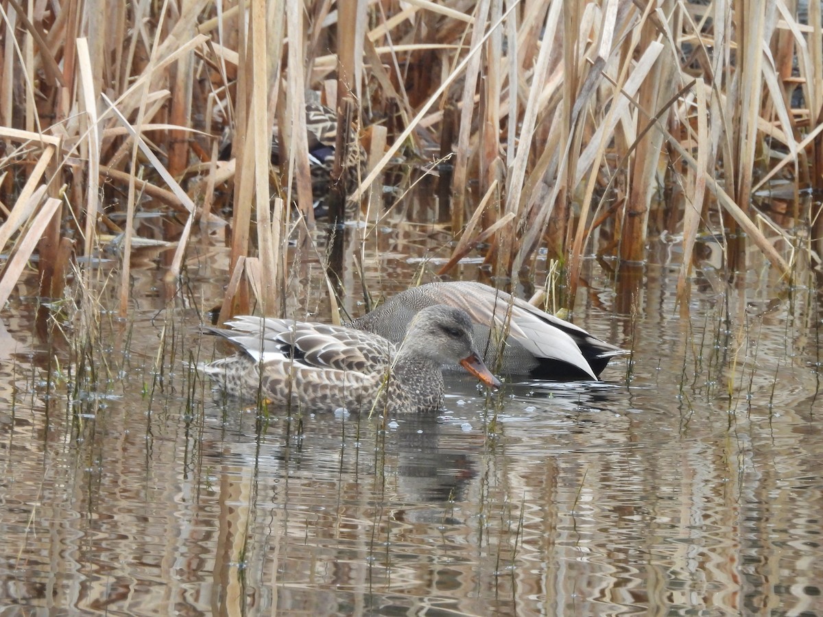 kopřivka obecná - ML646203330