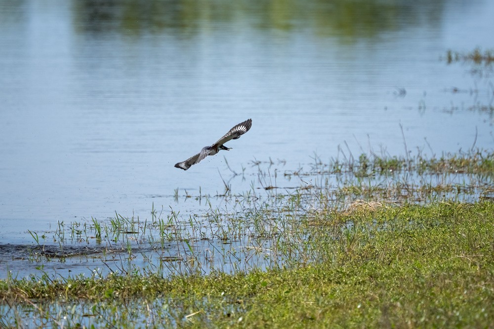 rybařík pruhoprsý - ML646203331