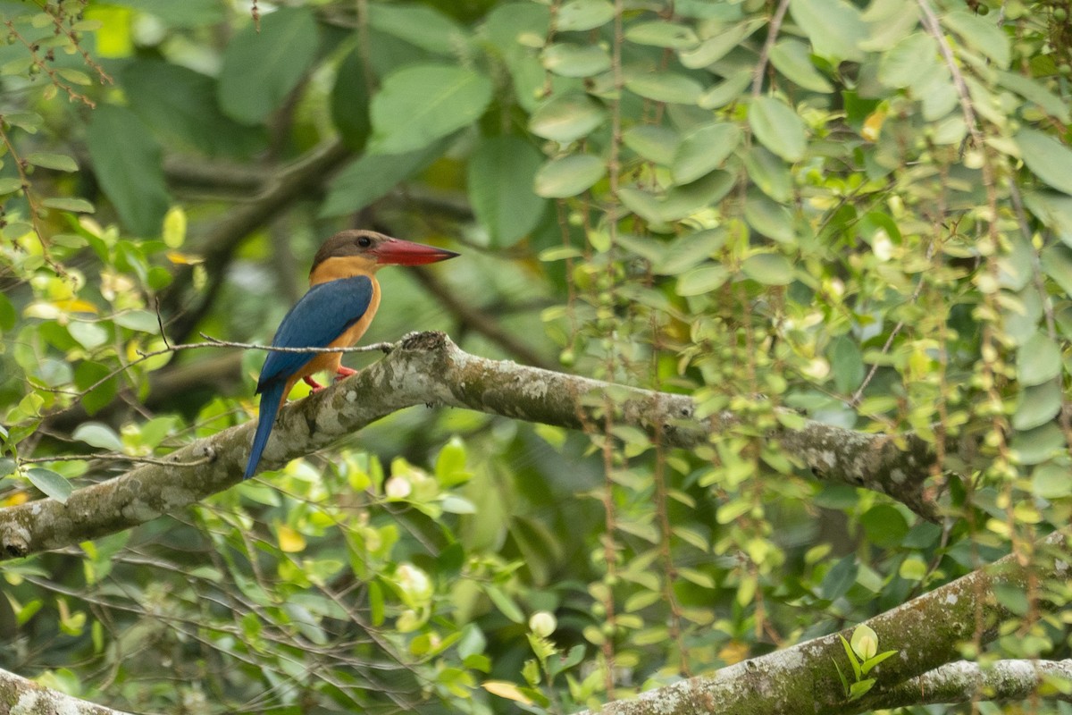 Stork-billed Kingfisher - ML646203332