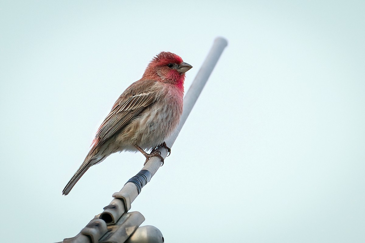 House Finch - ML646203337