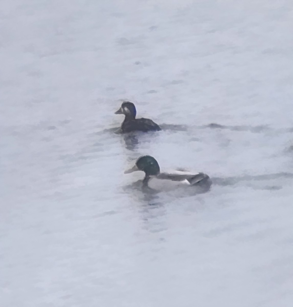 Surf Scoter - ML646203352