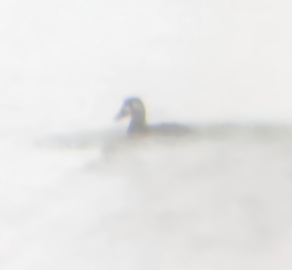 Surf Scoter - ML646203356