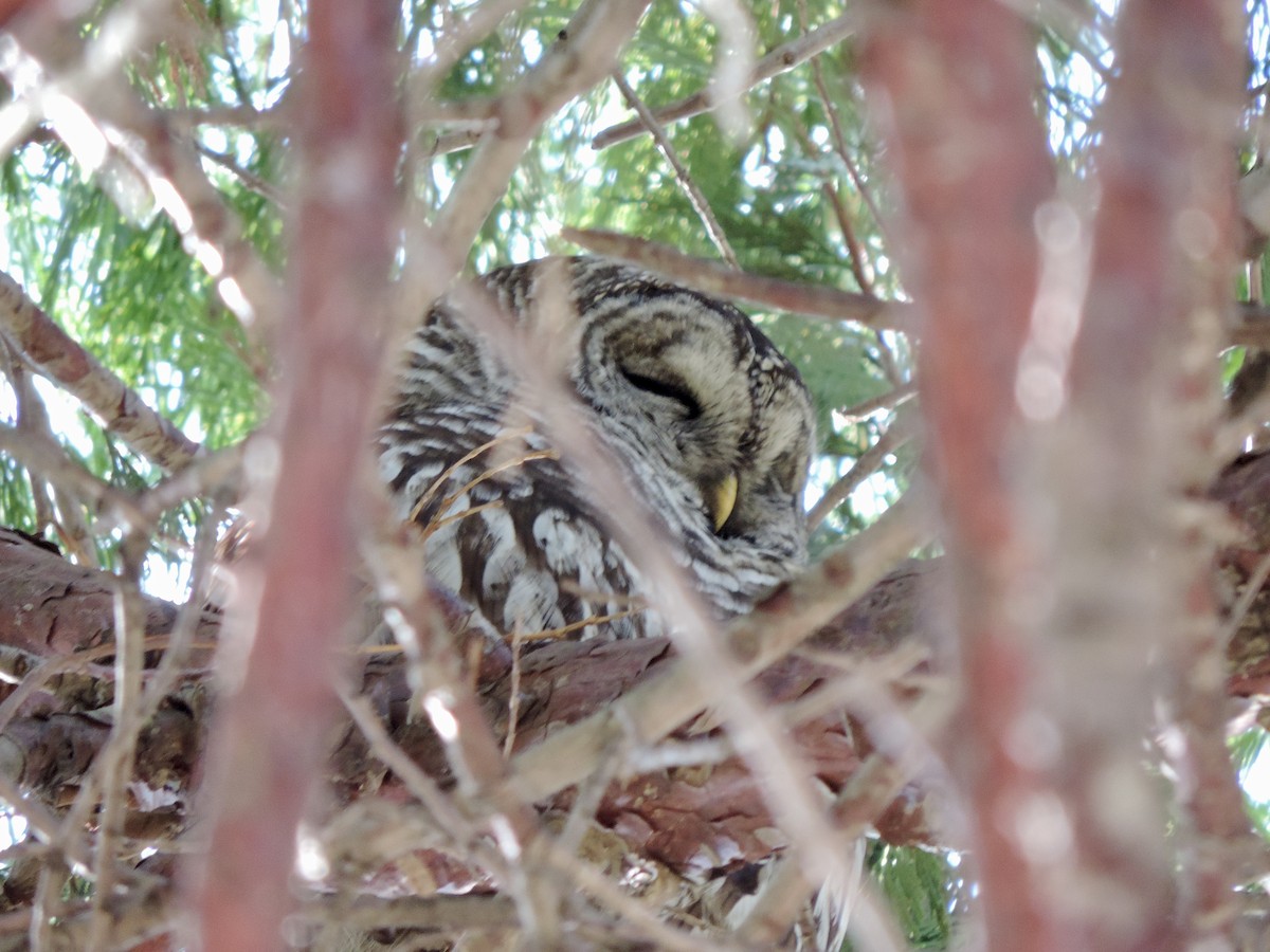 Barred Owl - ML646203361