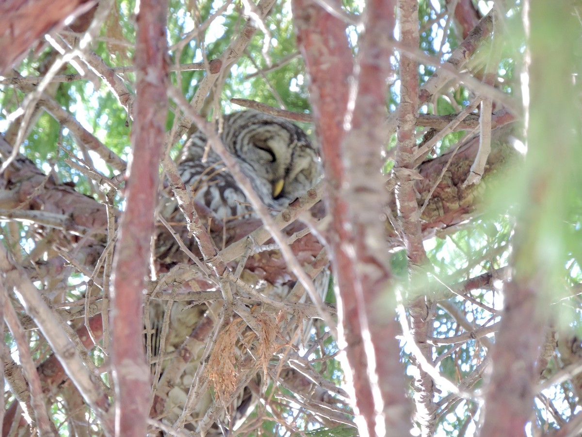 Barred Owl - ML646203363