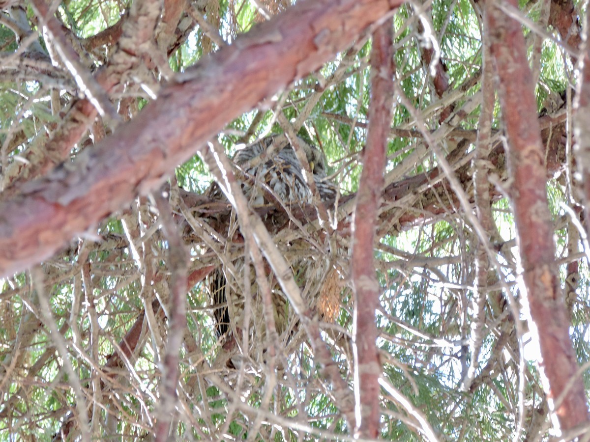 Barred Owl - ML646203364