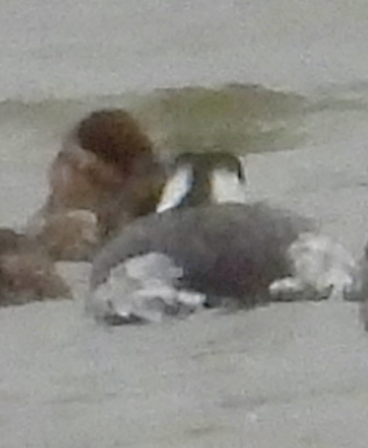 Horned Grebe - ML646203372