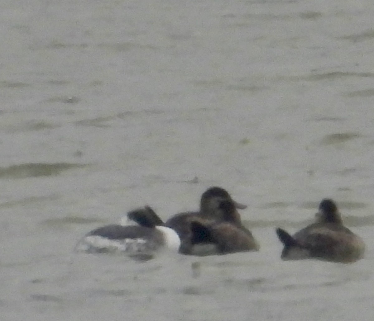 Horned Grebe - ML646203373