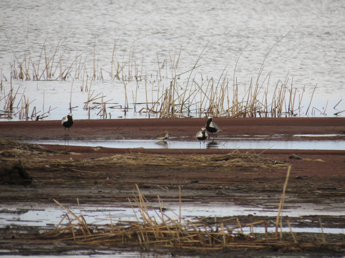 חופזי מנומר - ML646203377