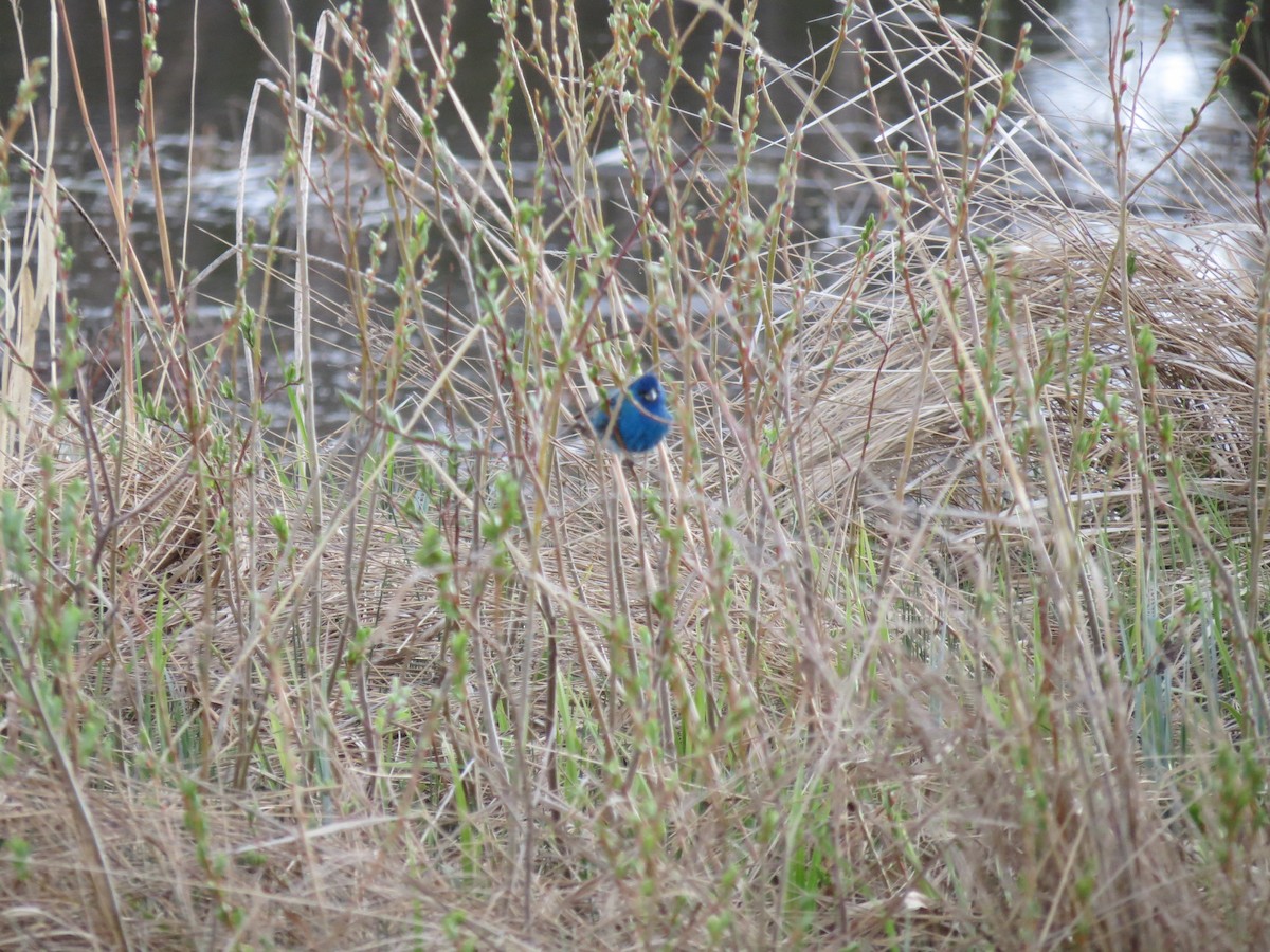 Indigo Bunting - ML646203390
