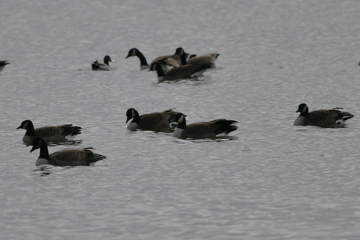 berneška malá - ML646203396