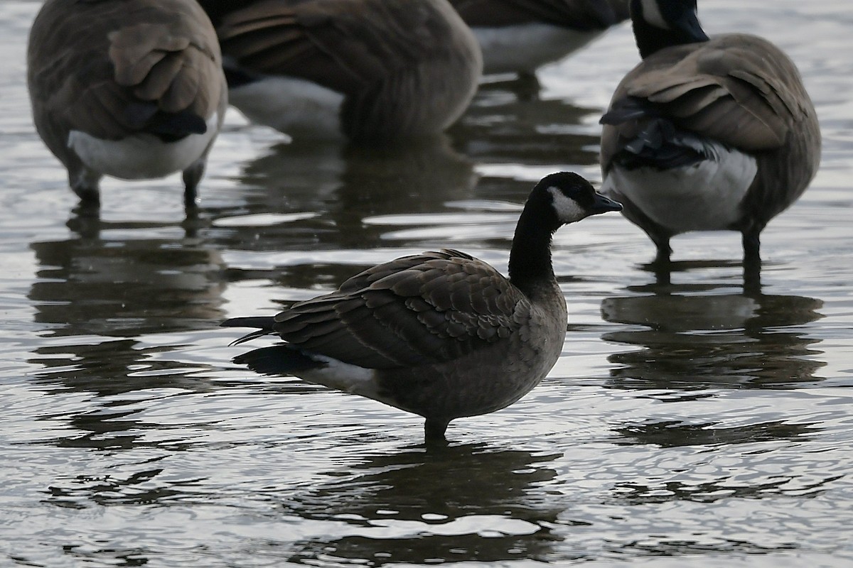 berneška malá - ML646203397