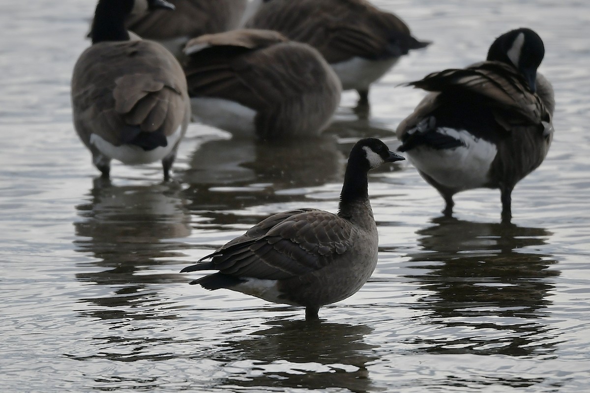 berneška malá - ML646203398