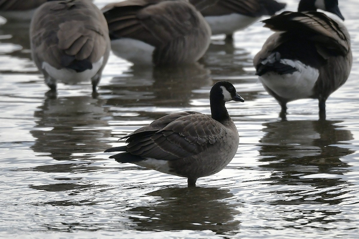 berneška malá - ML646203399