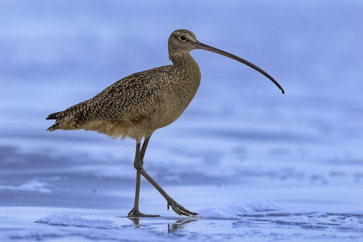 Кульон американський - ML646203401