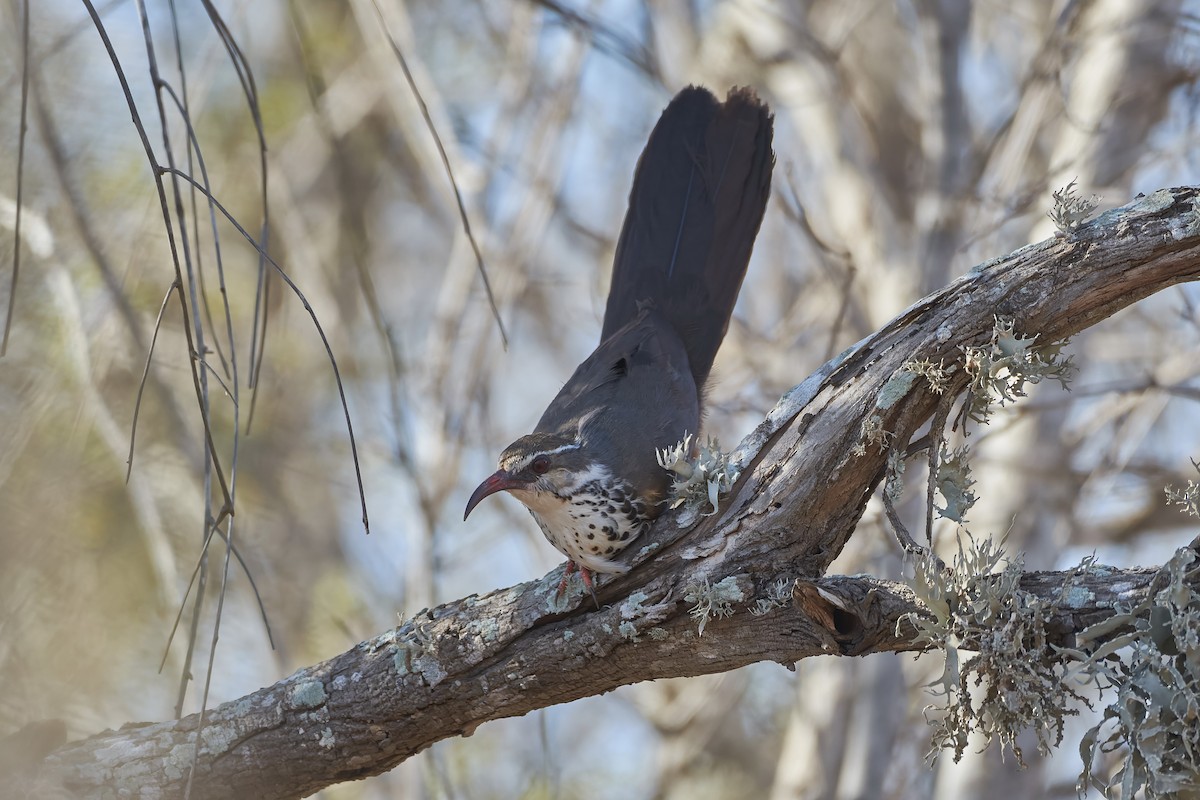 Subdesert Mesite - ML646203403