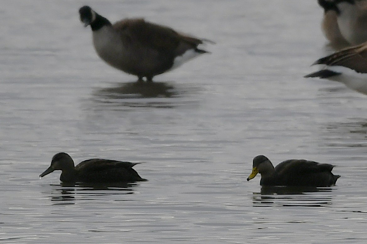 kachna tmavá - ML646203407