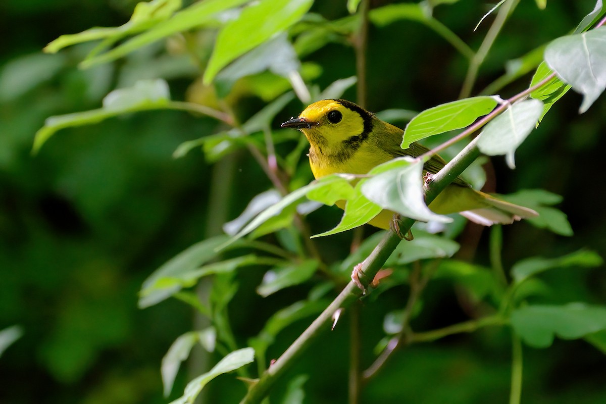 lesňáček kápový - ML646203409