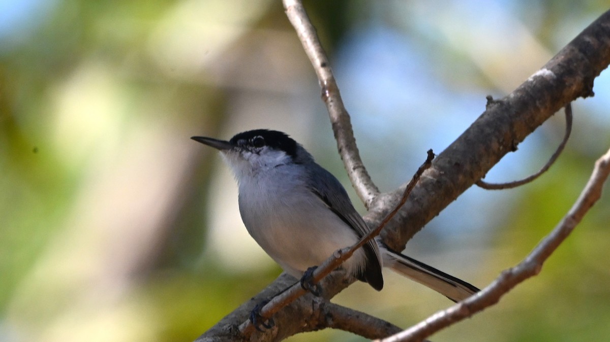 ホオジロズグロブユムシクイ - ML646203411