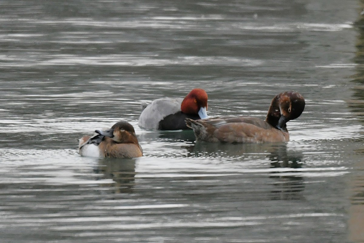 polák americký - ML646203417