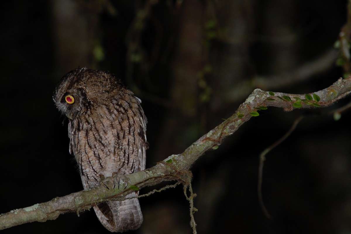 Long-tufted Screech-Owl - ML646203419