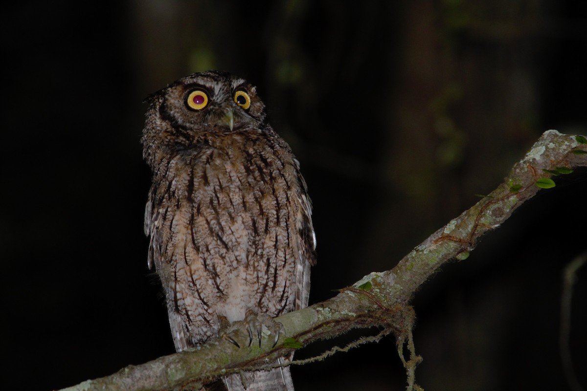 Long-tufted Screech-Owl - ML646203420