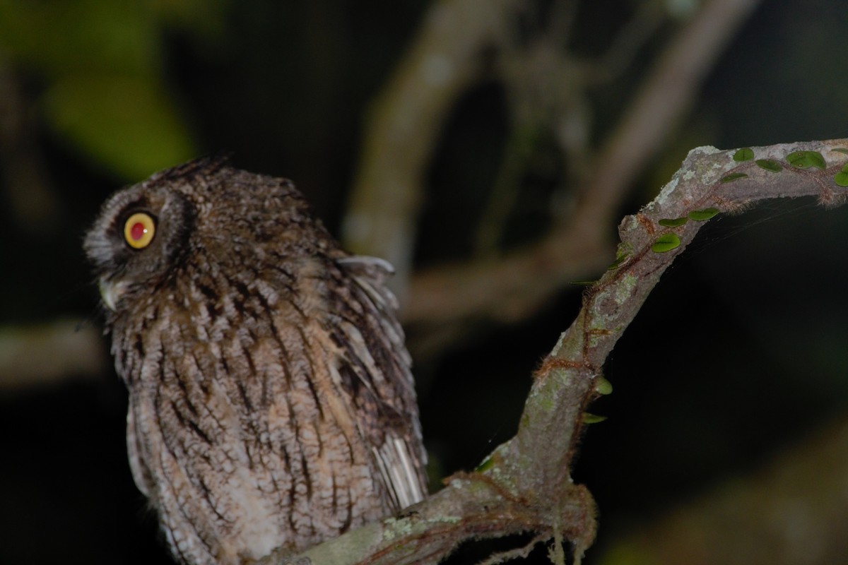 Long-tufted Screech-Owl - ML646203421