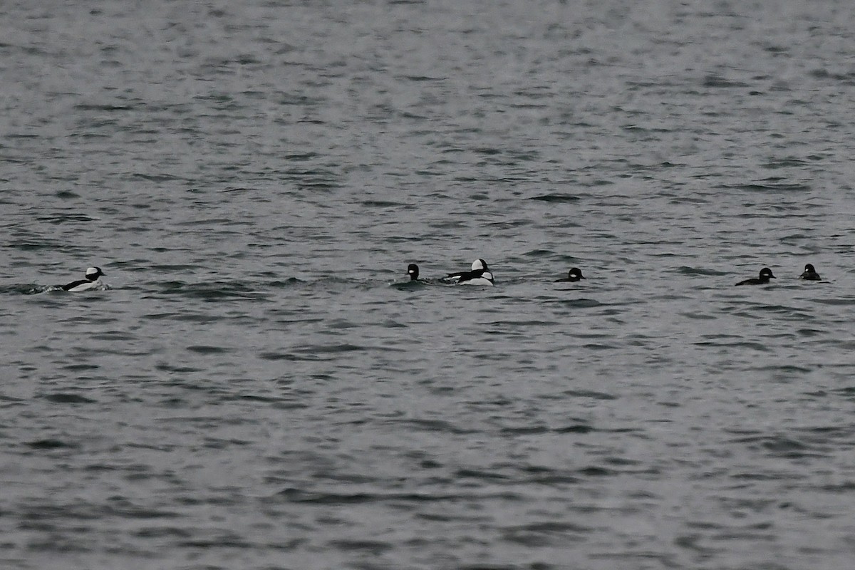 hohol bělavý - ML646203422