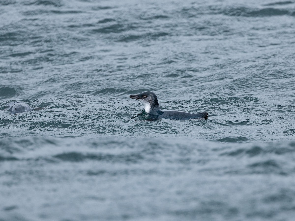 Little Penguin - ML646203423