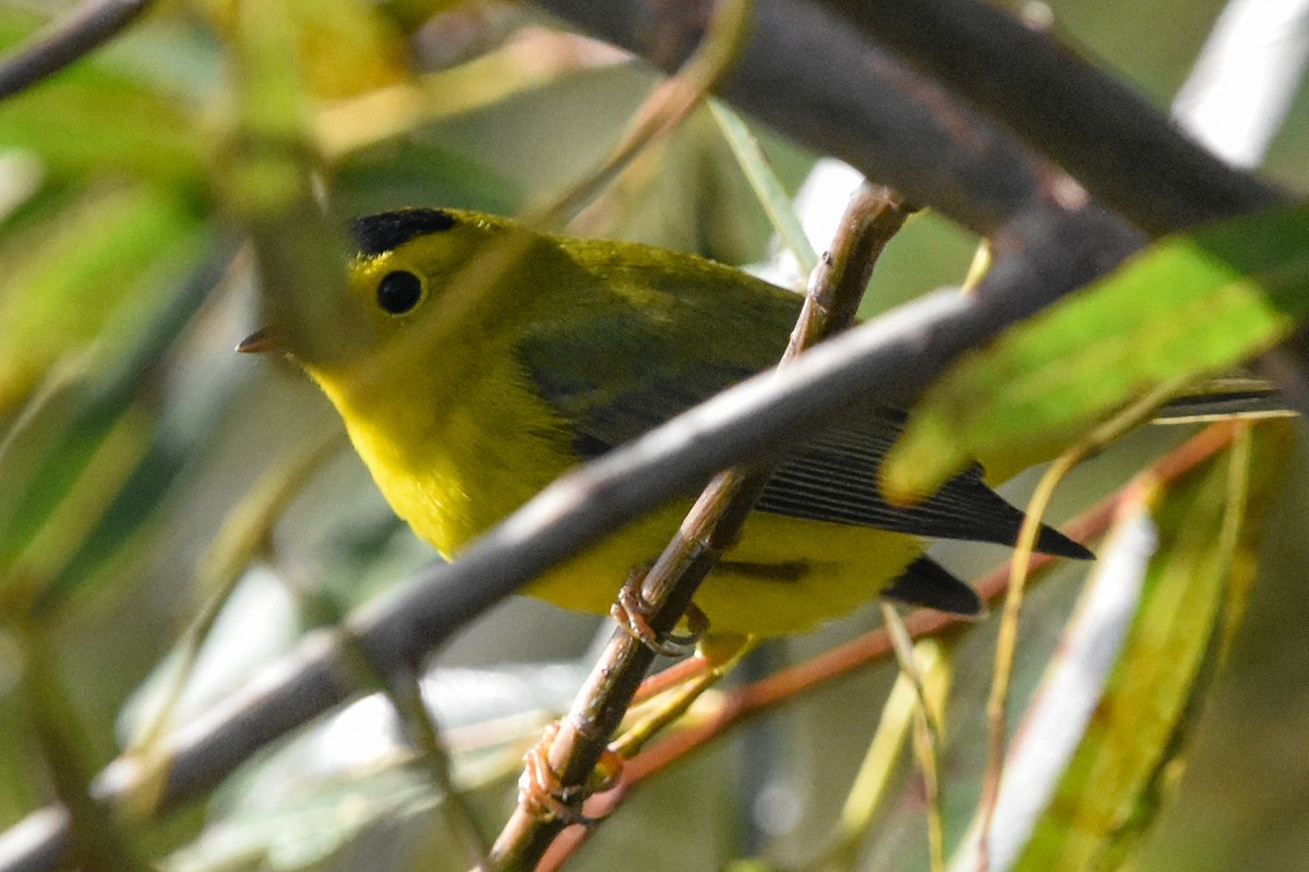 Takkeli Ötleğen - ML646203429