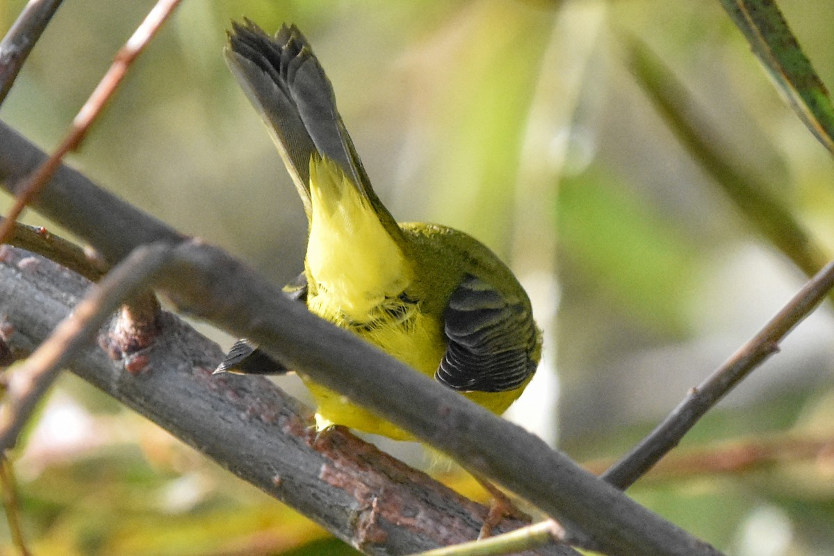 Takkeli Ötleğen - ML646203430