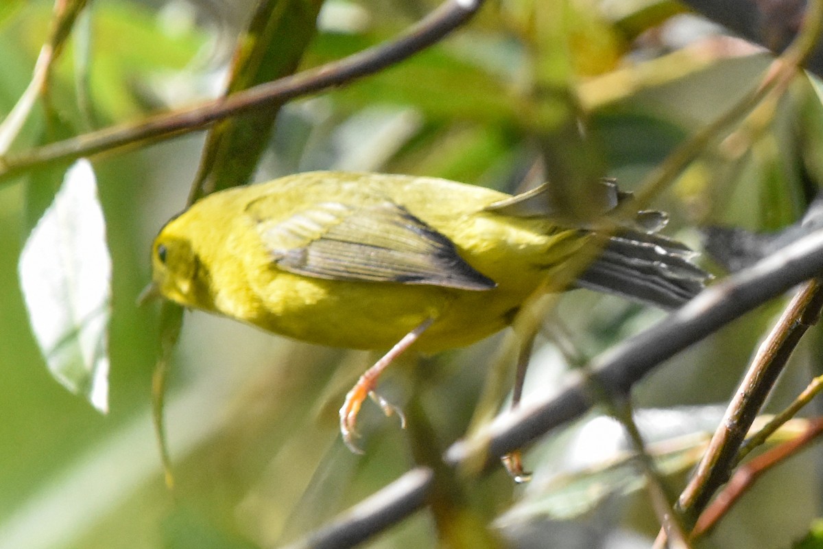 Takkeli Ötleğen - ML646203431