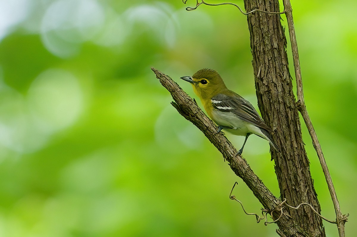 Yellow-throated Vireo - ML646203434