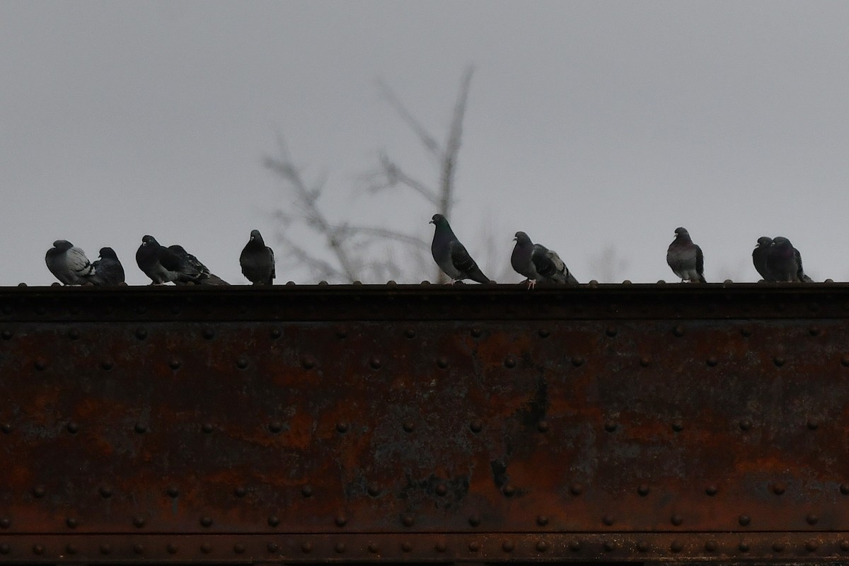 holub skalní (domácí) - ML646203435