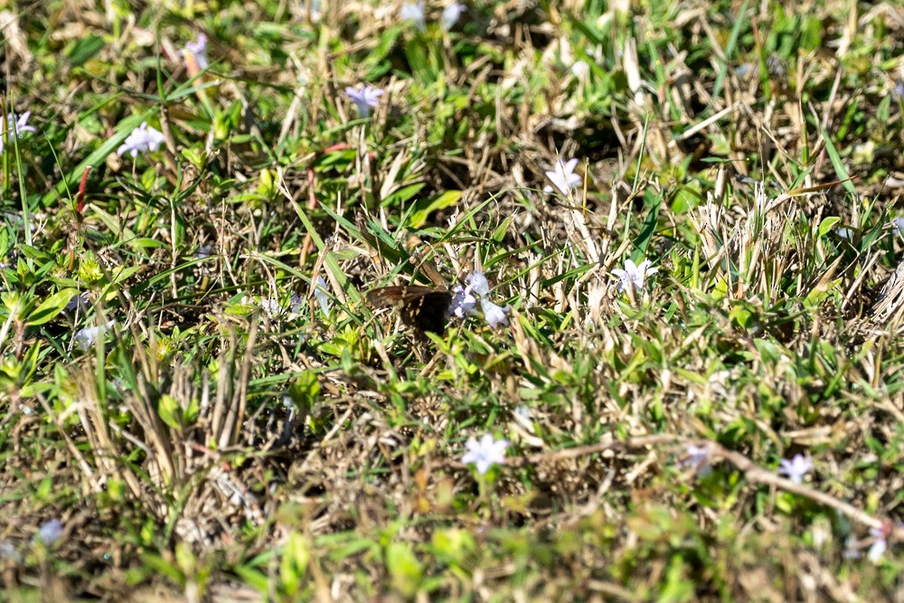 Dorantes Longtail - ML646203441