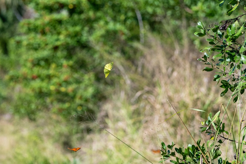 Cloudless Sulphur - ML646203442