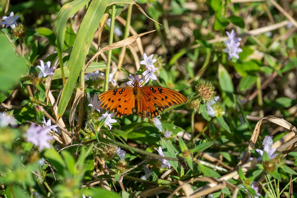 Gulf Fritillary - ML646203443