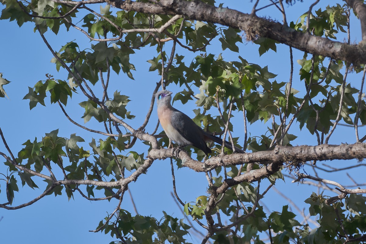 Tepeli Kua - ML646203446