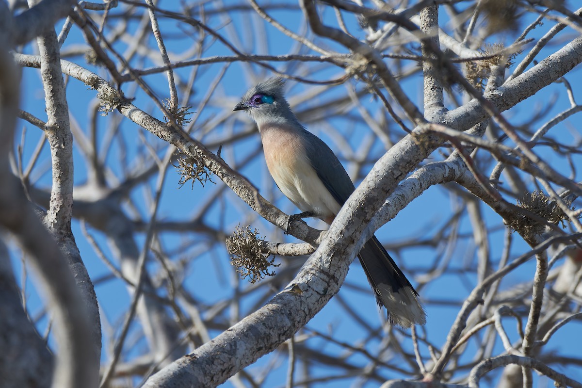 Tepeli Kua - ML646203447