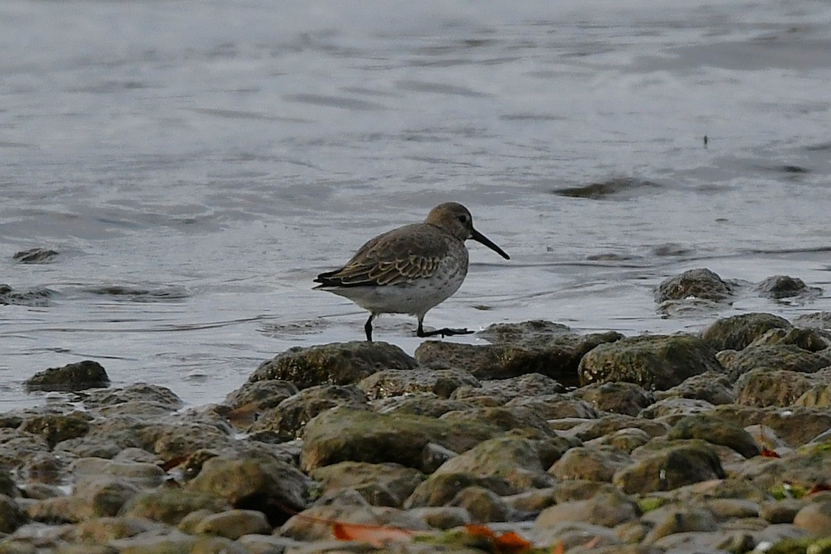 jespák obecný - ML646203448